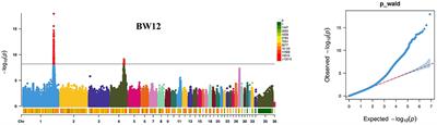 Genome-Wide Association Study and Selective Sweep Analysis Reveal the Genetic Architecture of Body Weights in a Chicken F2 Resource Population